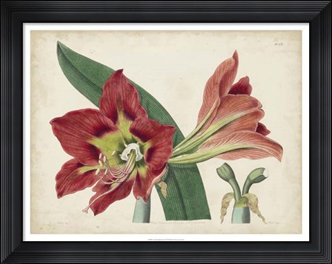 Framed Amaryllis Splendor I Print