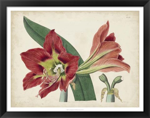 Framed Amaryllis Splendor I Print