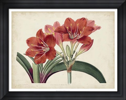 Framed Amaryllis Splendor II Print