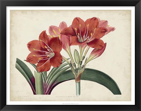 Framed Amaryllis Splendor II Print