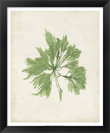 Framed Peridot Seaweed I Print