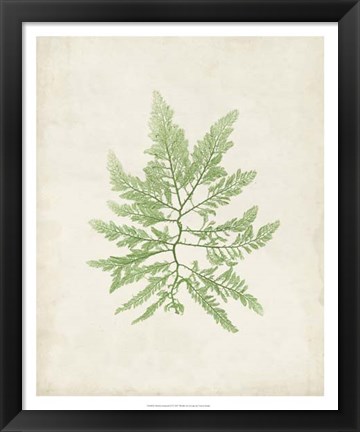 Framed Peridot Seaweed II Print