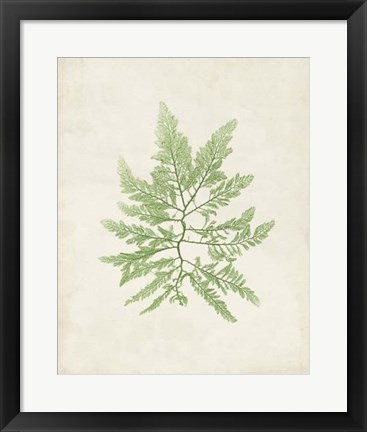 Framed Peridot Seaweed II Print