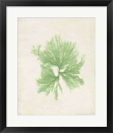 Framed Peridot Seaweed III Print