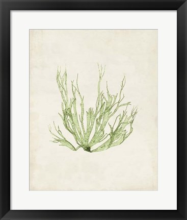 Framed Peridot Seaweed IV Print