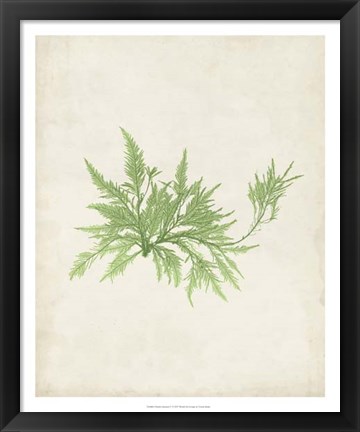 Framed Peridot Seaweed V Print