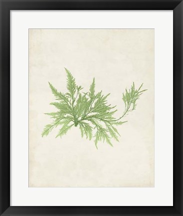 Framed Peridot Seaweed V Print