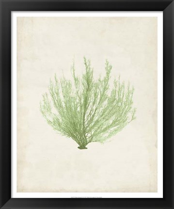 Framed Peridot Seaweed VI Print
