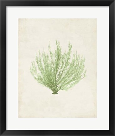 Framed Peridot Seaweed VI Print