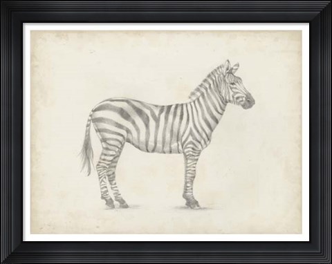 Framed Zebra Sketch Print