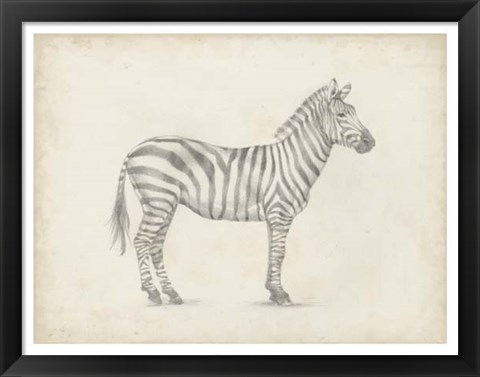 Framed Zebra Sketch Print