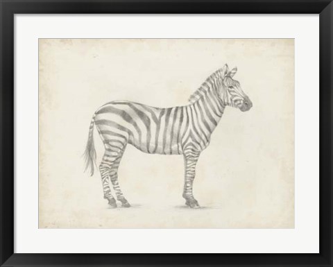 Framed Zebra Sketch Print