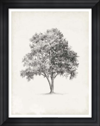 Framed Vintage Arbor Study I Print
