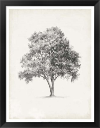 Framed Vintage Arbor Study I Print
