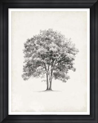 Framed Vintage Arbor Study II Print