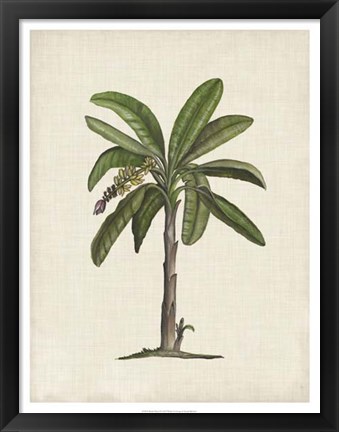 Framed British Palms II Print