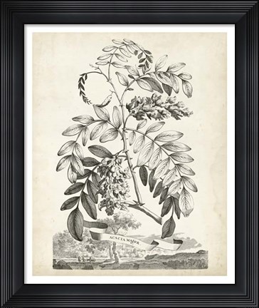 Framed Scenic Botanical I Print