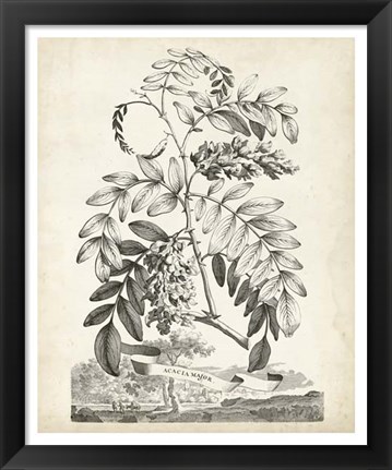 Framed Scenic Botanical I Print