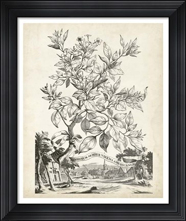 Framed Scenic Botanical II Print