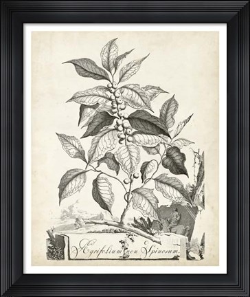 Framed Scenic Botanical III Print