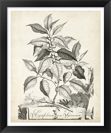 Framed Scenic Botanical III Print