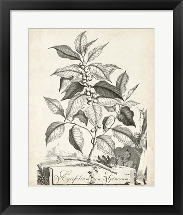 Framed Scenic Botanical III Print