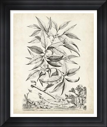 Framed Scenic Botanical IV Print