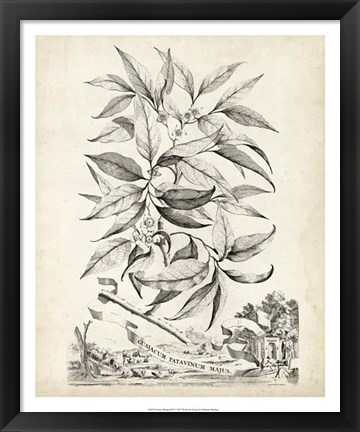 Framed Scenic Botanical IV Print