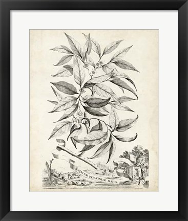 Framed Scenic Botanical IV Print