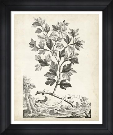 Framed Scenic Botanical V Print