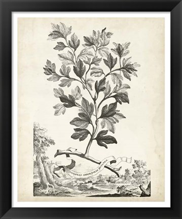 Framed Scenic Botanical V Print