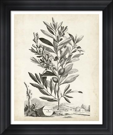 Framed Scenic Botanical VI Print