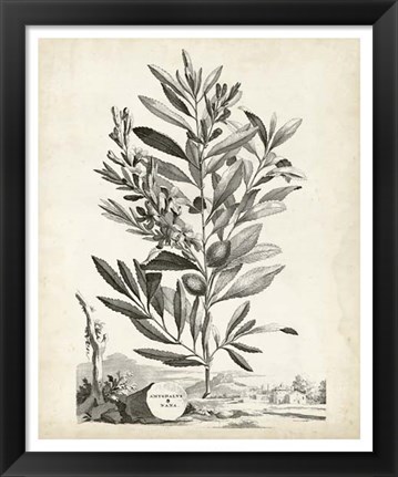 Framed Scenic Botanical VI Print