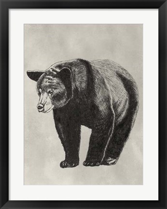 Framed Pen &amp; Ink Bear II Print