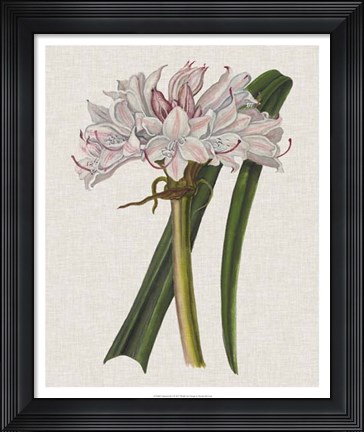 Framed Crinium Lily I Print