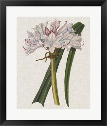 Framed Crinium Lily I Print