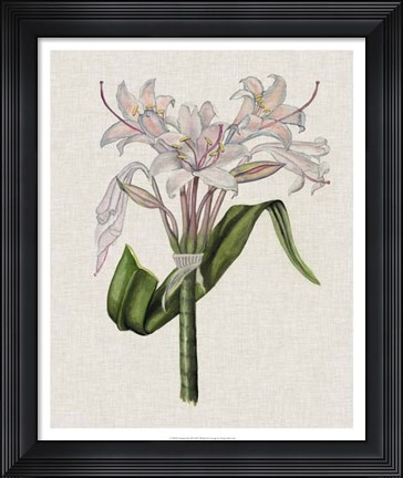 Framed Crinium Lily II Print
