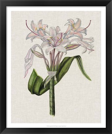 Framed Crinium Lily II Print