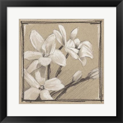 Framed White Floral Study III Print