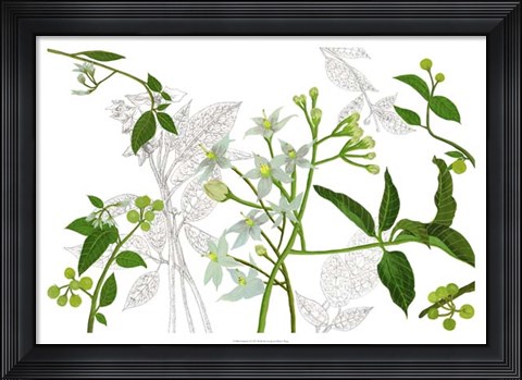Framed Solanum I Print