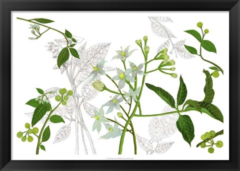 Framed Solanum I Print