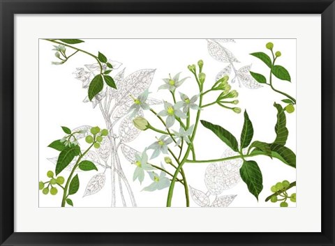 Framed Solanum I Print