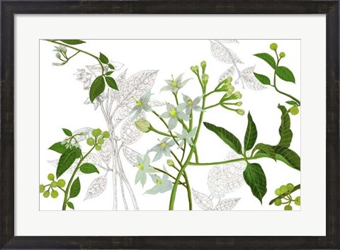 Framed Solanum I Print
