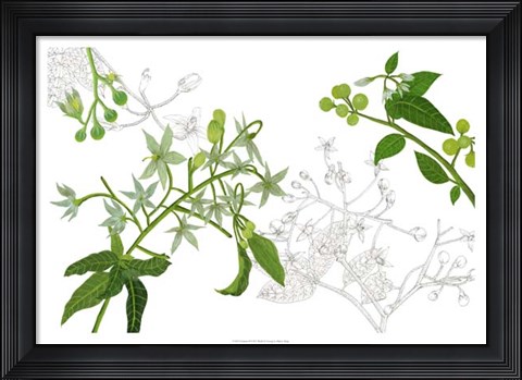 Framed Solanum II Print