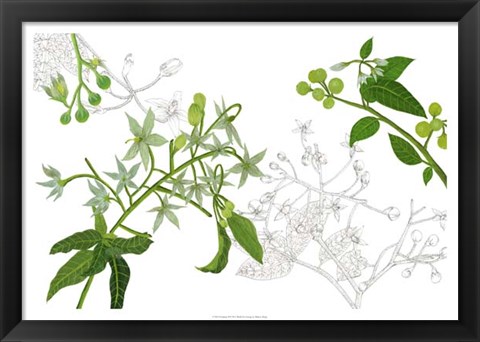 Framed Solanum II Print