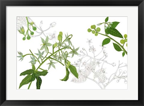 Framed Solanum II Print