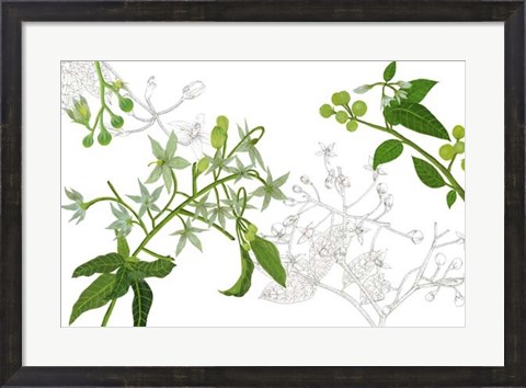 Framed Solanum II Print