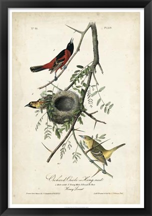 Framed Orchard Orioles Print