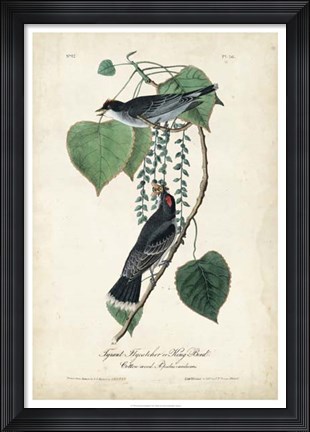 Framed Flycatcher &amp; King Bird Print