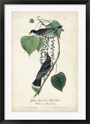 Framed Flycatcher &amp; King Bird Print